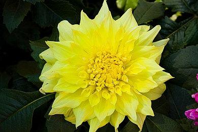 卡牌肉鸽《为了世界的全部的少女》登陆PlayStation主机